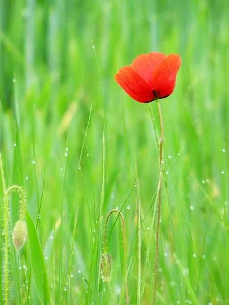 Papoula vermelha no campo verde da grama — Fotografia de Stock
