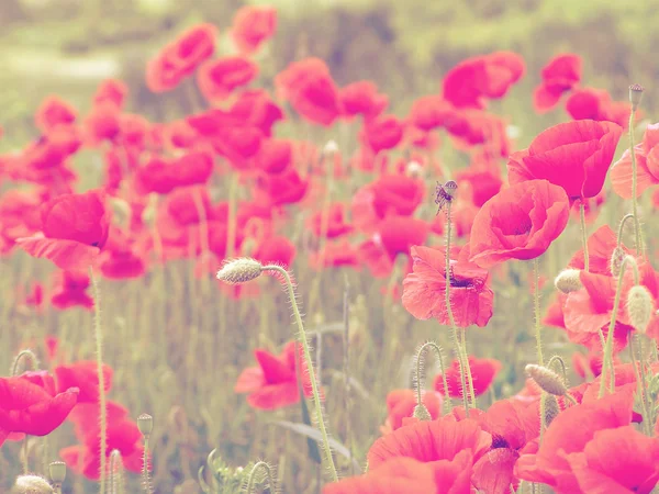 Field filled with red poppies — Stock Photo, Image