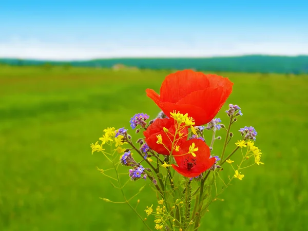 Roter Mohn im grünen Grasfeld — Stockfoto