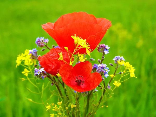 Rode papaver in het groene gebied van gras — Stockfoto