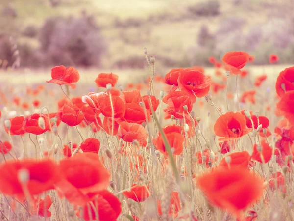 Field filled with red poppies — Stock Photo, Image