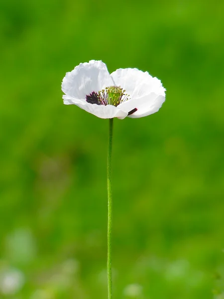 White poppy in the green field of grass