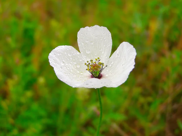 White poppy in the green field of grass — Stock Photo, Image