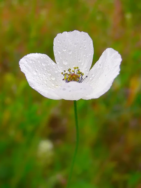 White poppy in the green field of grass — Stock Photo, Image