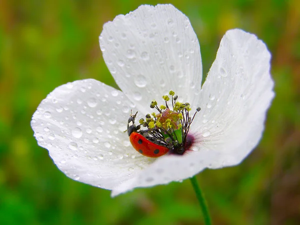 Pavot blanc dans le champ vert de l'herbe — Photo