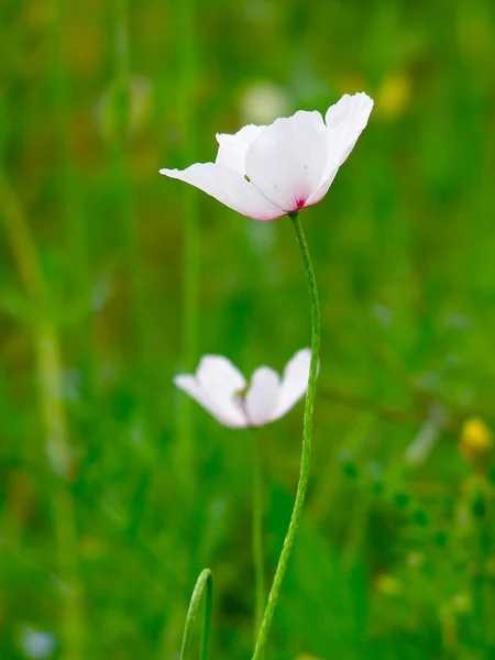 White poppy in the green field of grass — Stock Photo, Image