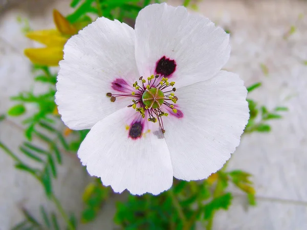 White poppy in the green field of grass — Stock Photo, Image