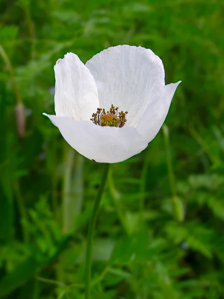 White poppy in the green field of grass — Stock Photo, Image