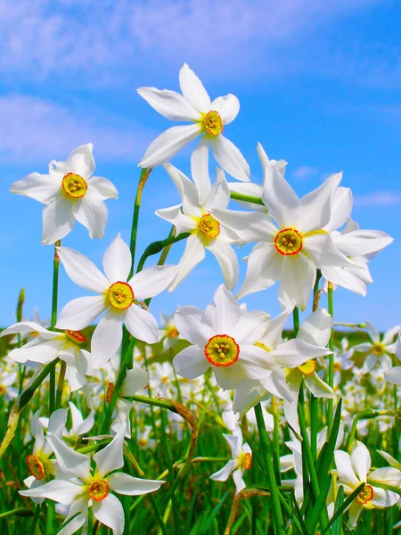 Divoký Narcis — Stock fotografie