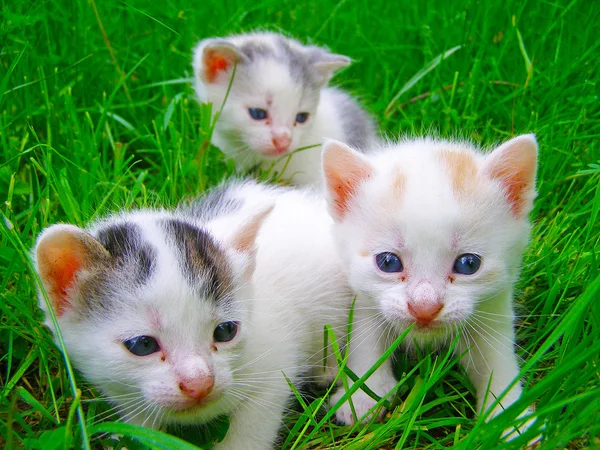 Çimlerde oturan üç küçük kedi yavrusu — Stok fotoğraf