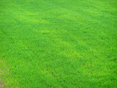 Yeşil Çimen Alanı