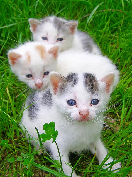 Çimlerde oturan üç küçük kedi yavrusu — Stok fotoğraf
