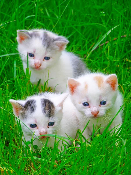 Três gatinhos sentados na grama — Fotografia de Stock