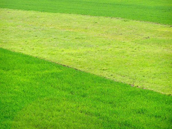 緑の草原 — ストック写真