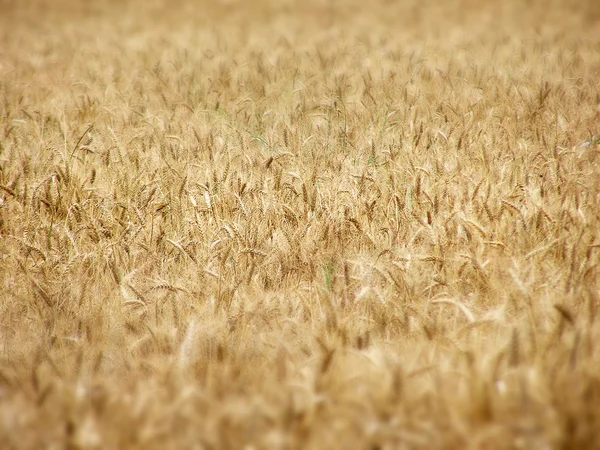 Wheat field Stock Image