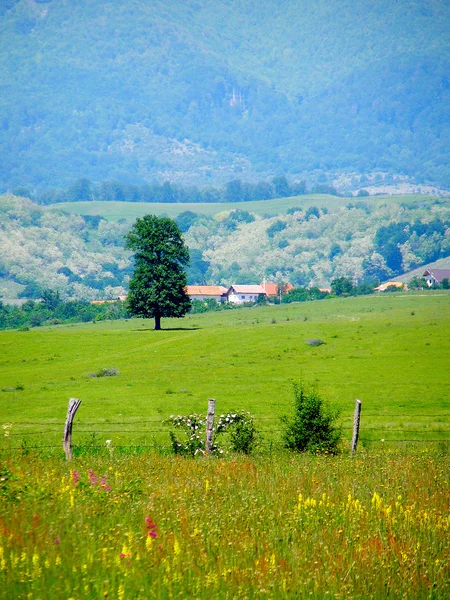 ルーマニア語夏の田舎 — ストック写真