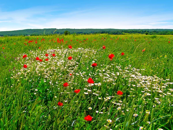 Campo de verão romeno — Fotografia de Stock