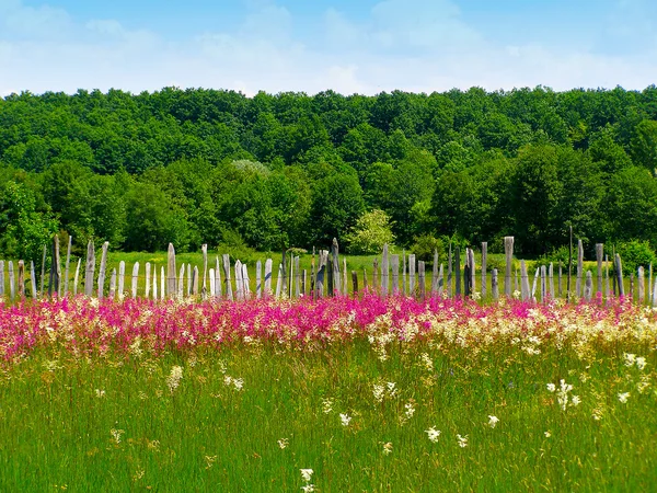 Rumuński letnie krajobrazy — Zdjęcie stockowe