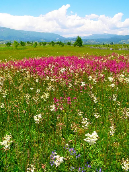 Roemeense zomer platteland — Stockfoto