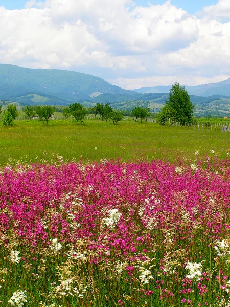 Campagna estiva rumena — Foto Stock