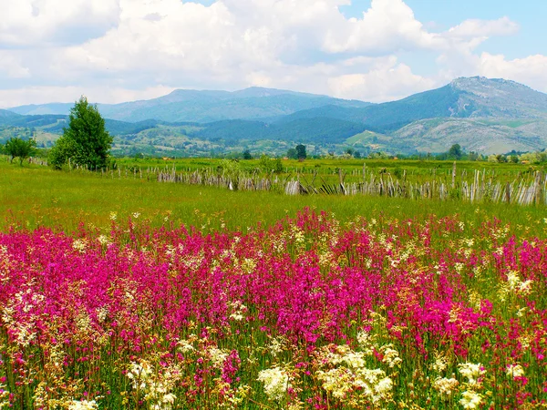 ルーマニア語夏の田舎 — ストック写真