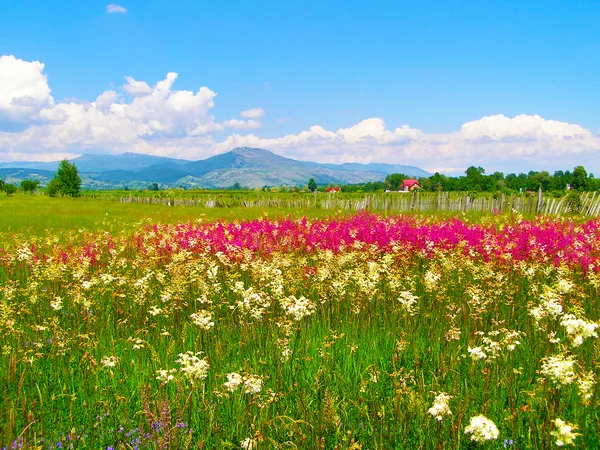 Rumuński letnie krajobrazy — Zdjęcie stockowe