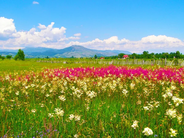 Campo de verano rumano — Foto de Stock