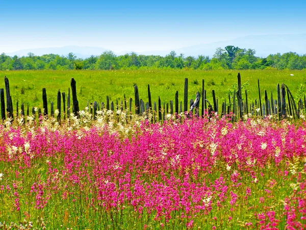 Rumänska sommaren landsbygden — Stockfoto