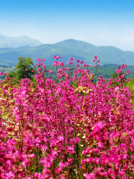 Campo de verano rumano — Foto de Stock