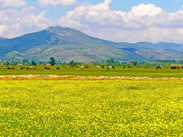 Campo de verano rumano — Foto de Stock