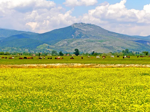 Campagne estivale roumaine — Photo