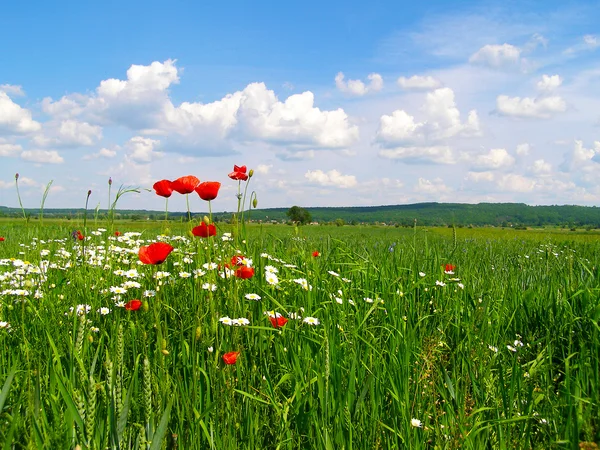 Campo de verão romeno — Fotografia de Stock