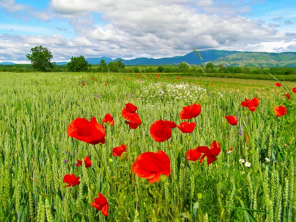 Campagne estivale roumaine — Photo