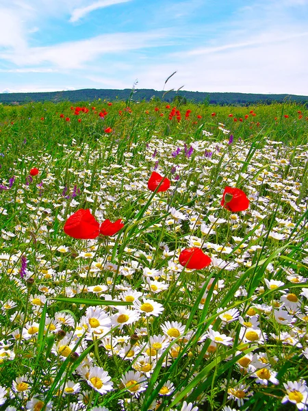 Roemeense zomer platteland — Stockfoto