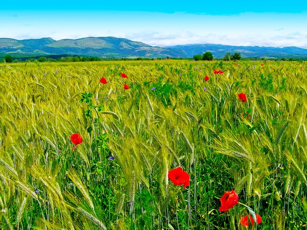 Campo de verão romeno — Fotografia de Stock