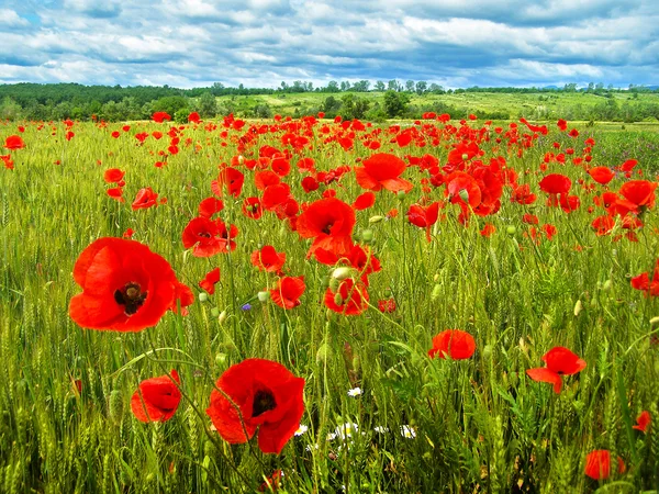 Rumänische Sommerlandschaft — Stockfoto