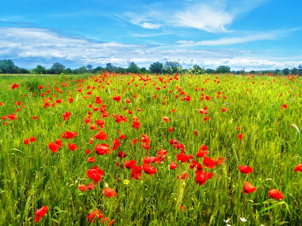 Campo de verão romeno — Fotografia de Stock