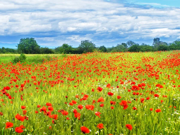 Roemeense zomer platteland — Stockfoto