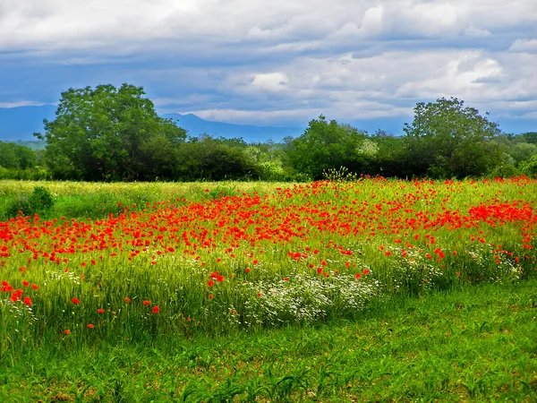 Rumänska sommaren landsbygden — Stockfoto