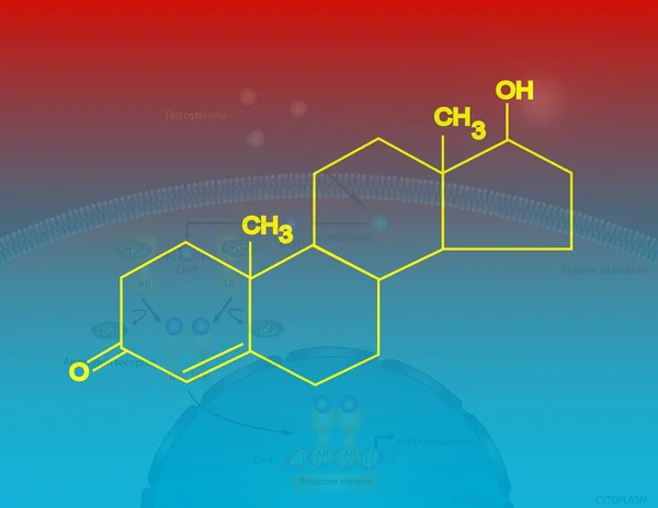 睾酮分子的结构 — 图库照片