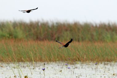Afrika Jakana kuş - göl opeta - uganda, Afrika