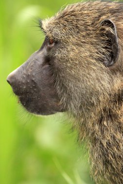 Zeytin baboon - bigodi sulak - uganda, Afrika