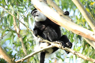 siyah ve beyaz colobus - bigodi sulak - uganda, Afrika