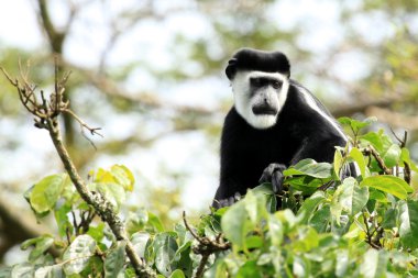 siyah ve beyaz colobus - bigodi sulak - uganda, Afrika