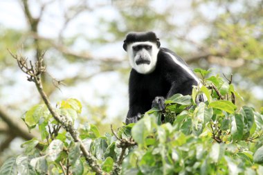 siyah ve beyaz colobus - bigodi sulak - uganda, Afrika