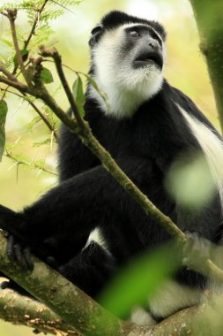 siyah ve beyaz colobus - bigodi sulak - uganda, Afrika