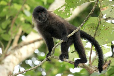 mangabey - bigodi sulak - uganda, Afrika gri yanaklı