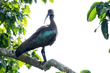 hadada Ibis - bigodi sulak - uganda, Afrika