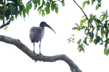 hadada Ibis - bigodi sulak - uganda, Afrika