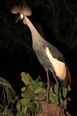 Tepeli vinç, uganda